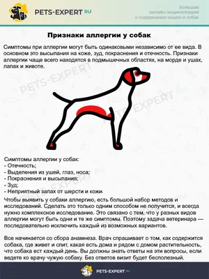 Такса (Dachshund) - собака невероятно милая и душевная. Описание, фото,  отзывы о породе.