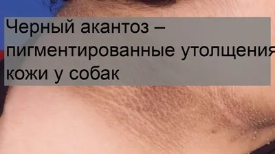 Черный акантоз у собак: как его распознать и лечить, профилактика болезни