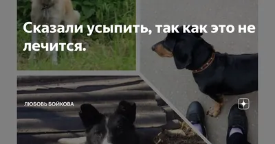 Болезни такс: породная предрасположенность и особенности в старости |  PetGuru