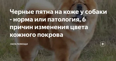 У собаки выпадает шерсть: что делать и как лечить | DogCatFan - всё про  собак и кошек | Дзен