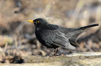 Чёрный дрозд (Turdus merula). Птицы Европейской России.