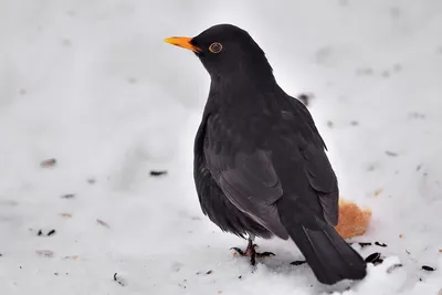 Черный дрозд, Turdus merula, Blackbird | Москва, ГБС | Oleg Nabrovenkov |  Flickr