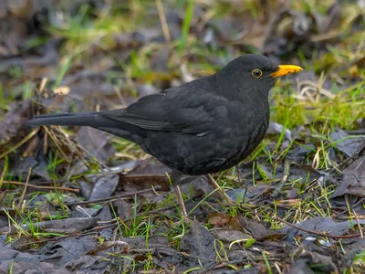 Чёрный дрозд (Turdus merula). Птицы Европейской России.