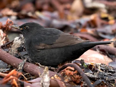 Чёрный дрозд - eBird