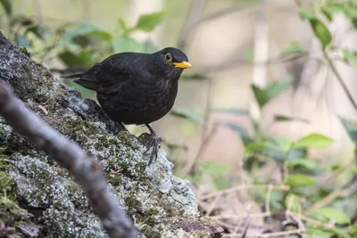 Чёрный дрозд (Turdus merula). Птицы Беларуси.