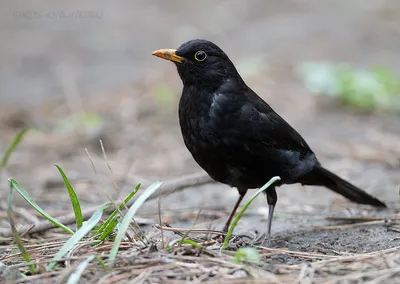 Дрозд черный (Turdus merula). Фотогалерея птиц. Фотографии птиц России,  Беларуси, Украины, Казахстана, Таджикистана, Азербайджана.