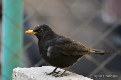 Черный дрозд (Turdus merula). Птицы Кыргызстана.