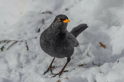 Черный дрозд, Turdus merula merula, Blackbird | Москва, ГБС | Oleg  Nabrovenkov | Flickr