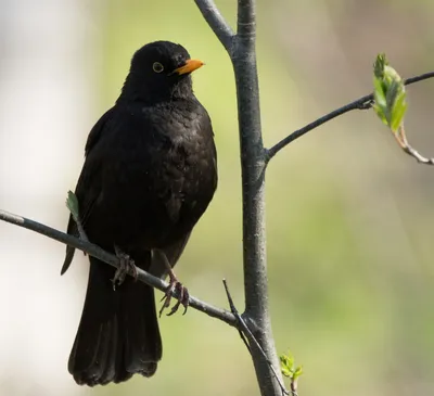 Птицы Удельного парка или near birding | Прогулки по городу