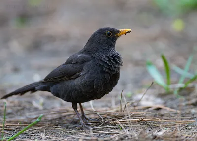 Дрозд черный (Turdus merula). Фотогалерея птиц. Фотографии птиц России,  Беларуси, Украины, Казахстана, Таджикистана, Азербайджана.