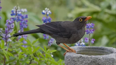 Черный дрозд (Turdus merula) © Бис Эльмира [#100407] - Птицы Казахстана