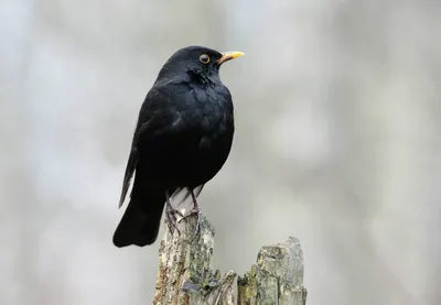 Чёрный дрозд (Turdus merula). Птицы Беларуси.