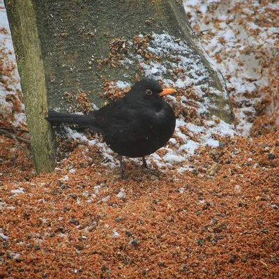 Чёрный дрозд (Turdus merula). Птицы Европейской России.