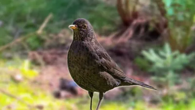 Чёрный дрозд (Turdus merula) | Пикабу