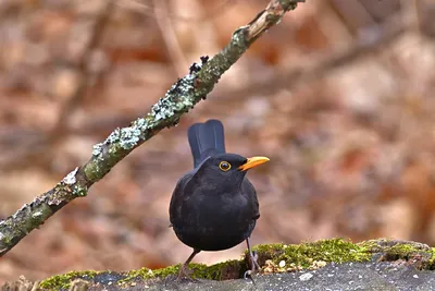 Голоса птиц - Чёрный дрозд (лат. Turdus merula) - YouTube