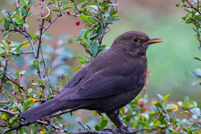 Черный дрозд (Turdus merula). Птицы Кыргызстана.