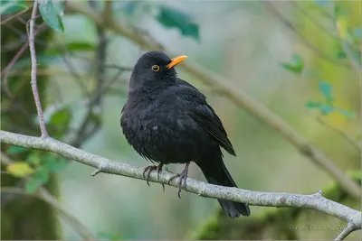 Чёрный дрозд (Turdus merula). Птицы Европейской России.