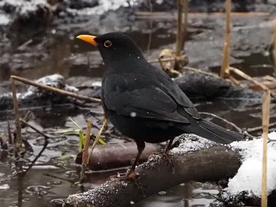 Чёрный дрозд (Turdus merula). Птицы Европейской России.