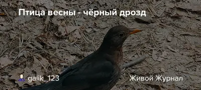 Чёрный дрозд (Turdus merula). Птицы Европейской России.