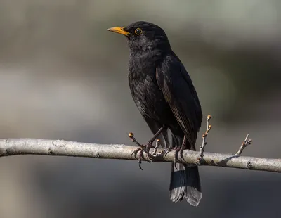 Чёрный дрозд (Turdus merula). Птицы Европейской России.