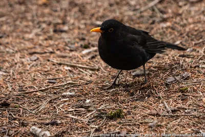 Чёрный дрозд (Turdus merula). Птицы Европейской России.