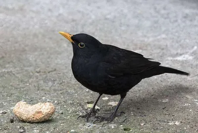 Фотокаталог птиц: Чёрный дрозд (Turdus merula)