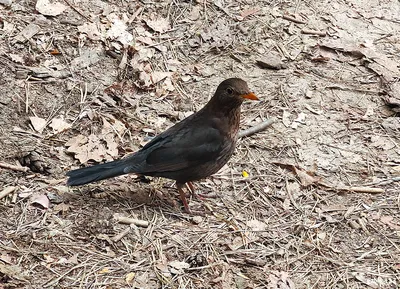 Чёрный дрозд (Turdus merula). Птицы Европейской России.