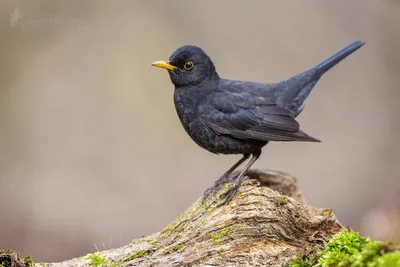 Черный дрозд #blackbird #bird #wildlife #wild #bird #черный дрозд #дрозд # птицы #дикая природа#blackbird #bird #wildlife… | Black bird, Bird carving,  Colorful birds