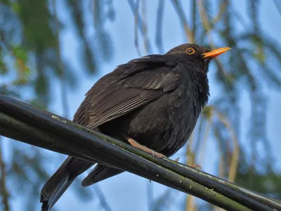 Дрозд черный (Turdus merula). Фотогалерея птиц. Фотографии птиц России,  Беларуси, Украины, Казахстана, Таджикистана, Азербайджана.