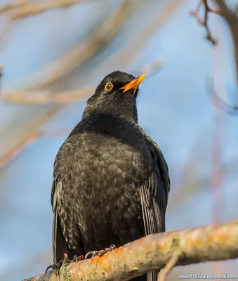 Черный дрозд, Turdus merula, Blackbird | Москва, Битца | Oleg Nabrovenkov |  Flickr