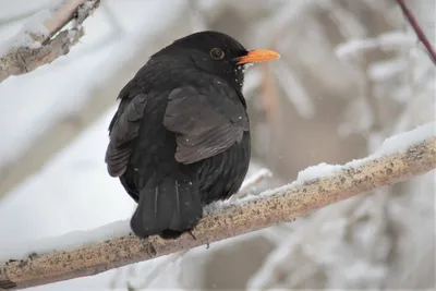 Чёрный дрозд (Turdus merula). Птицы Европейской России.