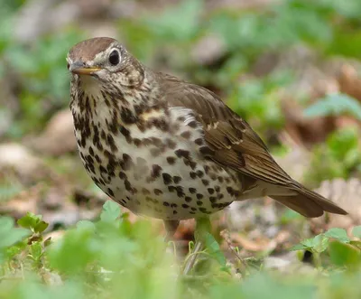 Черный дрозд (Turdus merula) © Бис Эльмира [#104682] - Птицы Казахстана