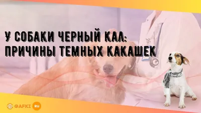 Причины черного кала у собак | vetdocs | Дзен