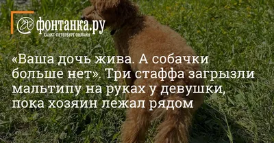 Воспаление параанальной железы у собаки — симптомы и лечение