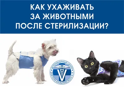 myPet Намордник для собак мелких и средних пород нейлоновый черный, обхват  морды 14 см, № 2 - купить с доставкой по выгодным ценам в интернет-магазине  OZON (154941706)