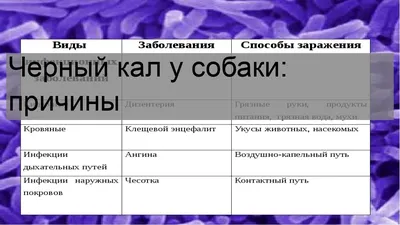 Почему кал у собаки стал черным: опасные и неопасные причины | ВКонтакте