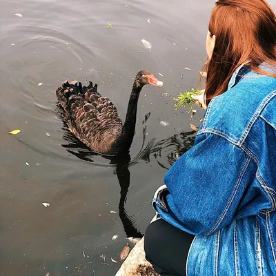 Чёрный лебедь Bird Ducks Le Cygne Яндекс, птица, животные, птица, cygnini  png | Klipartz