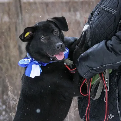 Пропала собака Черныш в Будённовске! | Pet911.ru