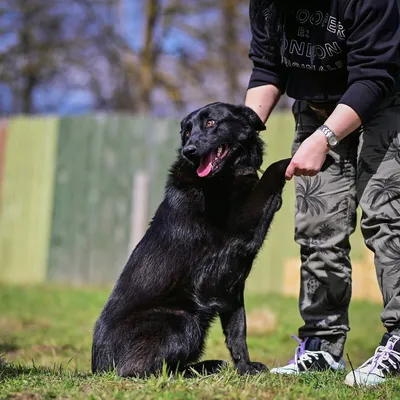 Black Russian Terrier - GROM | Belgrade