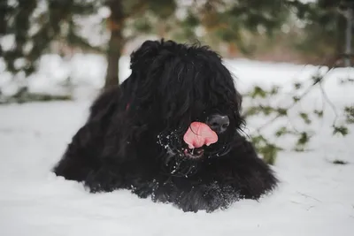 Пропала собака Черныш в Чехове, МО - помогите! | Pet911.ru