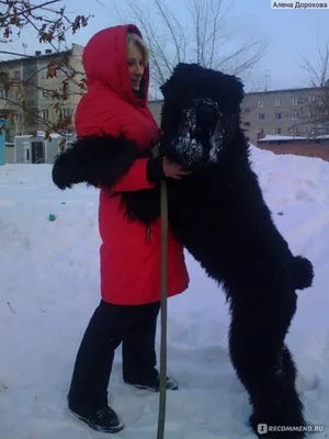 Собака Черныш (г. Якутск, приют Помоги выжить)