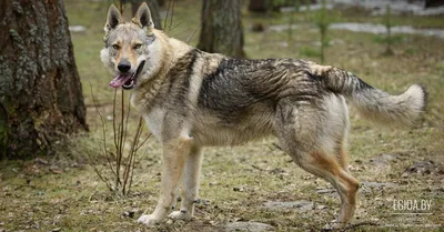 Чешский вольфхунд (Czechoslovakian wolfdog) (Породы собак) Энциклопедия о  животных EGIDA.BY