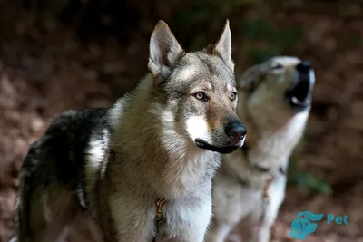 Чехословацкая волчья собака (Чехословацкий влчак) / Czechoslovakian Wolf  Dog (Ceskoslovensky Vlsak) - PetsPoint.ru