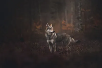 Чехословацкая волчья собака 🐶 — описание, фото, история и все о породе  чехословацкий влчак на Pet Guide🐾