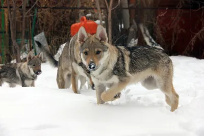 Дрессировка Чехословацкая Волчья Собака. Czechoslovakian Wolf Dog |  Дрессировка собак в Минске. Дрессировка собак, социализация, коррекция  поведения, воспитание щенков.