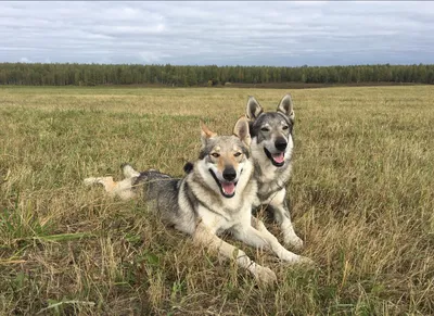 Дрессировка Чехословацкая Волчья Собака. Czechoslovakian Wolf Dog |  Дрессировка собак в Минске. Дрессировка собак, социализация, коррекция  поведения, воспитание щенков.