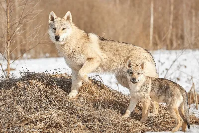 BERETTA WOLFDOG BOHEMIA » База собак Чехословацкая волчья собака;