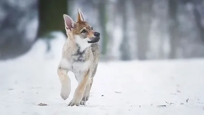 Дрессировка Чехословацкая Волчья Собака. Czechoslovakian Wolf Dog |  Дрессировка собак в Минске. Дрессировка собак, социализация, коррекция  поведения, воспитание щенков.