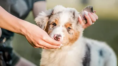 Лишай у собак 🐶 – виды, симптомы и признаки заражения питомца