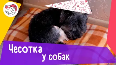 Simparica (Симпарика) таблетки от блох и клещей для собак весом 2,5-5кг